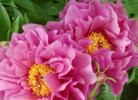 garden candy® evie jane1